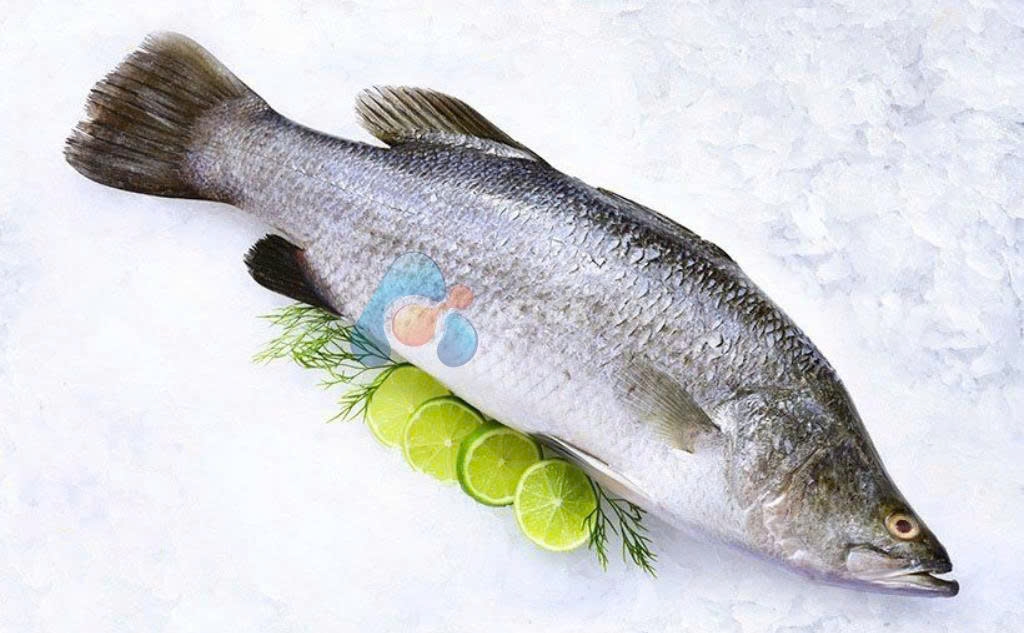 Cá chẽm nguyên con 