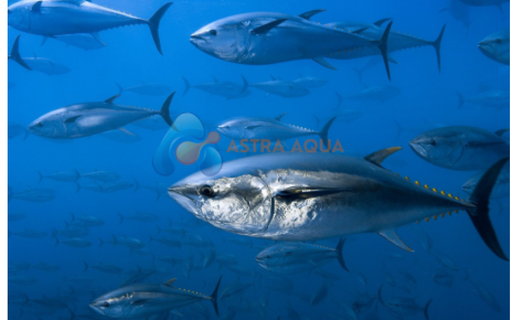 Cá Ngừ Nguyên Con