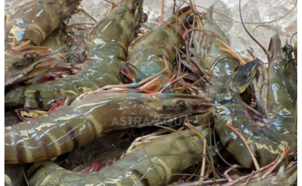 Tôm Sú Nguyên Con HOSO