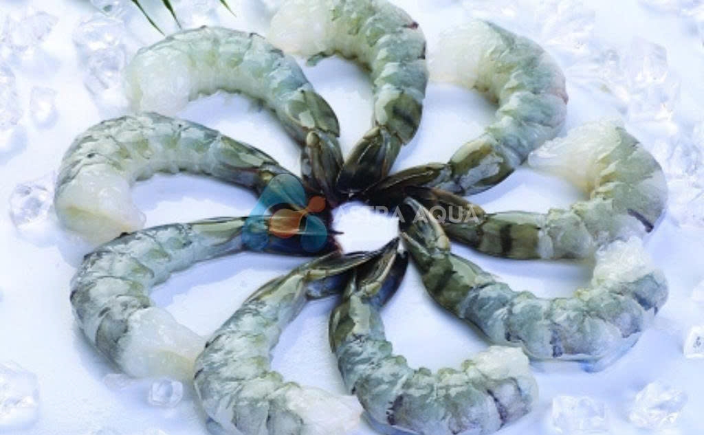 Tôm Sú lột vỏ, còn đuôi