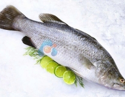 Cá chẽm nguyên con 