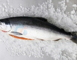 Cá hồi nguyên con đông lạnh 