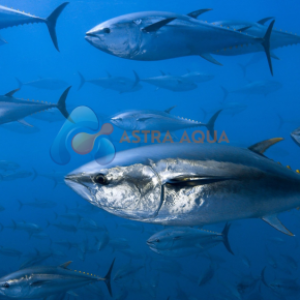 Cá Ngừ Nguyên Con