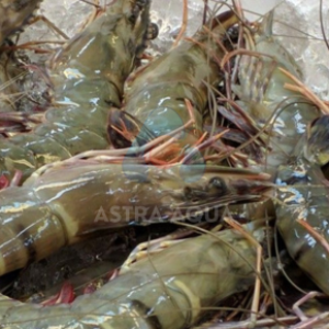 Tôm Sú Nguyên Con HOSO