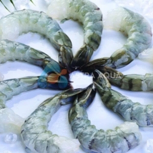 Tôm Sú lột vỏ, còn đuôi