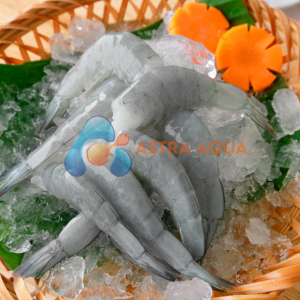 Tôm thẻ chân trắng HLSO