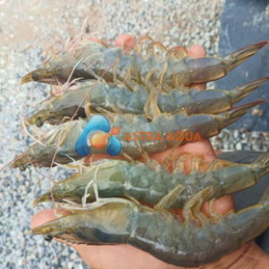 Tôm thẻ chân trắng HOSO