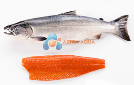 Cá Hồi - Salmo Salar