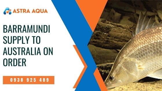 Cung cấp cá chẽm cho Úc theo đơn đặt hàng