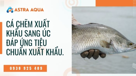Cá chẽm xuất khẩu sang Úc đáp ứng tiêu chuẩn xuất khẩu.