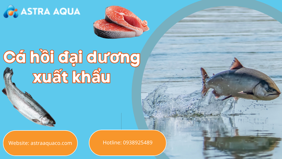 Export Ocean Salmon