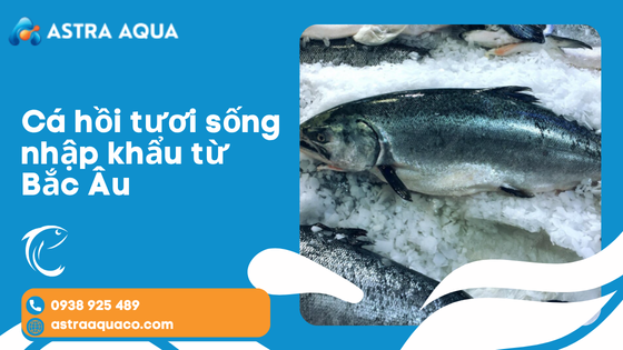 Cá hồi tươi sống nhập khẩu từ Bắc Âu