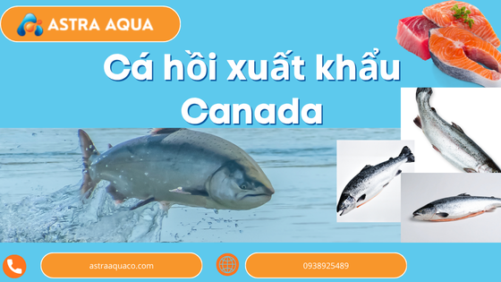 Cá hồi xuất khẩu Canada