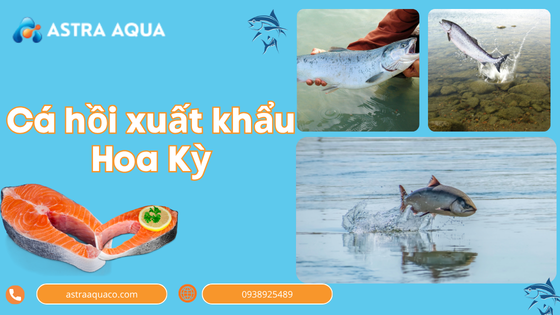 Cá hồi xuất khẩu Hoa Kỳ