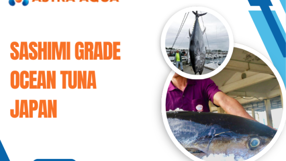 Cá ngừ biển loại sashimi Nhật Bản