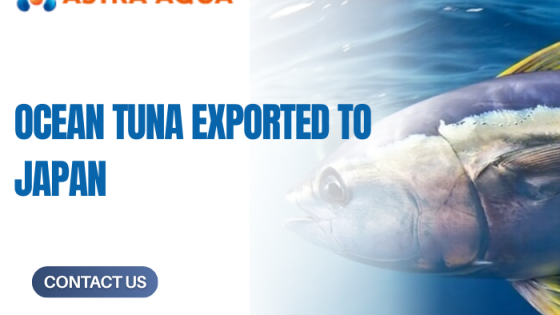 Cá ngừ đại dương xuất khẩu sang Nhật Bản