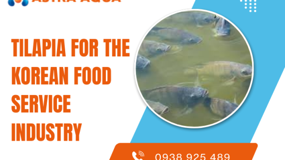 Cá rô phi cho dịch vụ ẩm thực Hàn Quốc