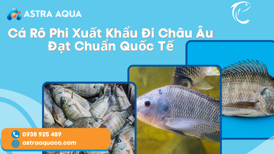 Tilapia Exported to Europe Meets International Standards