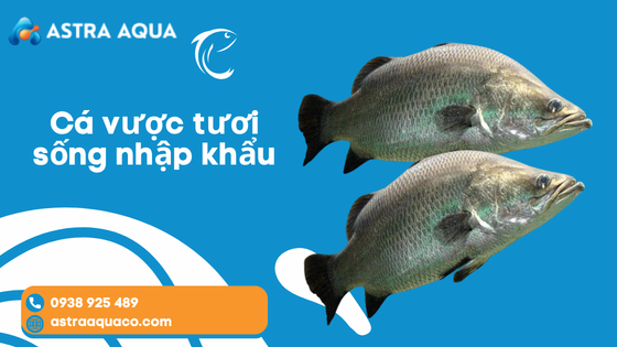 Cá vược tươi sống nhập khẩu