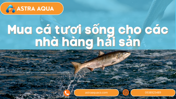 Mua cá tươi sống cho các nhà hàng hải sản