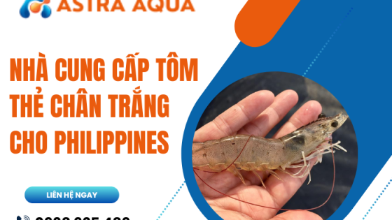 Nhà cung cấp tôm thẻ chân trắng cho Philippines