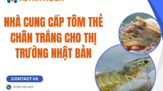 Nhà cung cấp tôm thẻ chân trắng cho thị trường Nhật Bản