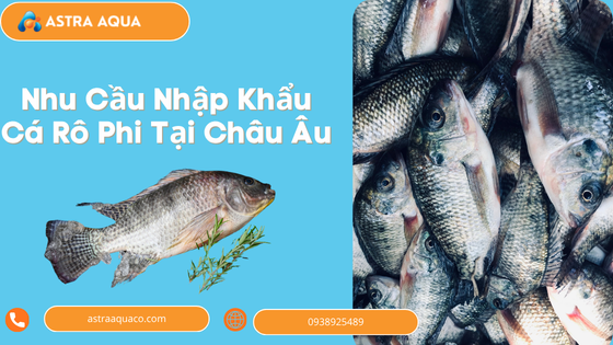 Demand for Tilapia Imports in Europe: A Golden Opportunity for Vietnamese Businesses