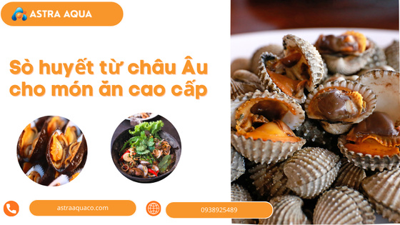 Sò huyết từ châu Âu cho món ăn cao cấp