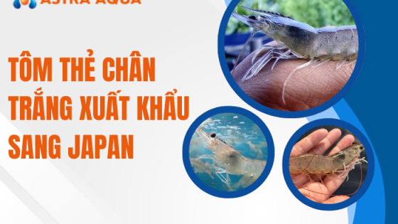Tôm thẻ chân trắng xuất khẩu sang Japan