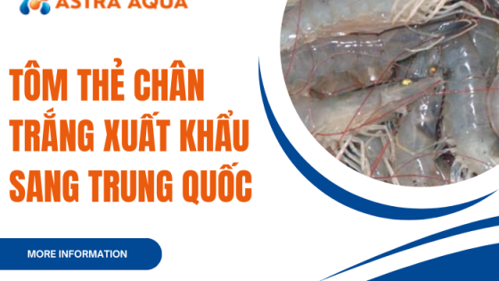 Tôm thẻ chân trắng xuất khẩu sang Trung Quốc