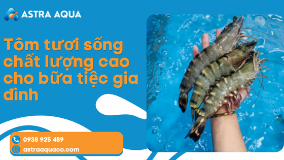 Tôm tươi sống chất lượng cao cho bữa tiệc gia đình
