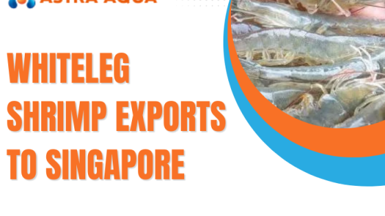 Xuất khẩu tôm thẻ chân trắng sang Singapore