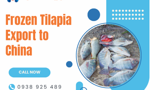 Xuất khẩu cá rô phi đông lạnh sang Trung Quốc