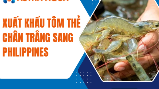 Xuất khẩu tôm thẻ chân trắng sang Philippines